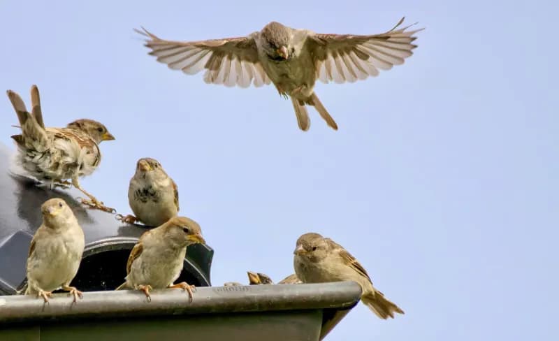 Interactions sociales