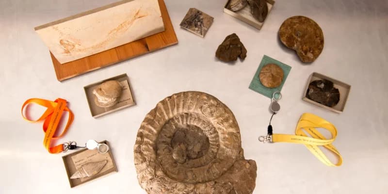 LES FOSSILES ET LEURS SECRETS